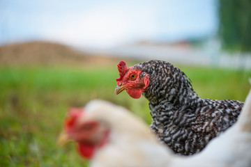 Grass fed egg-laying hens chickens on the meadow closeup portrait looking to camera