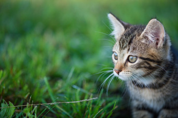 Naklejka na ściany i meble Small kitten sit in green grass cute cat portrait with copy space
