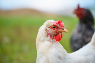 Egg-laying grass fed hen chicken on the meadow closeup portrait looking to camera