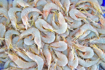 Fresh shrimp