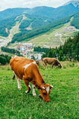 Fototapeta na wymiar Brown cow grazing in front of the mountain landscape.
