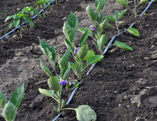 Drip irrigation system