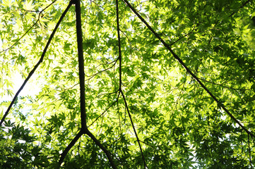 Obraz premium 緑のモミジ