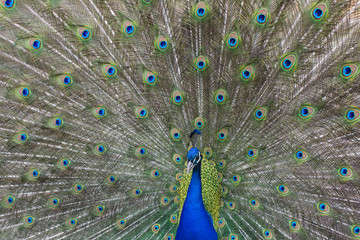 Obraz premium zaloty pawi