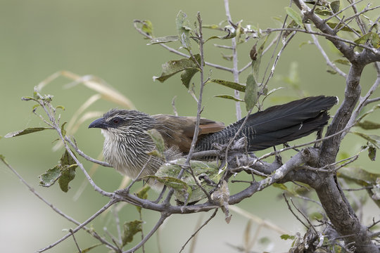 White-browed Coucal - Wenkbrauwspoorkoekoek
