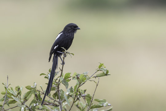 Magpie Shrike - Eksterklauwier