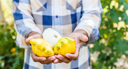 Organic vegetables. Farmers hands with freshly harvested vegetables. Patissons