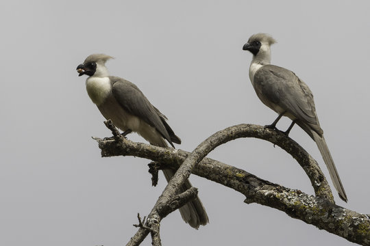 White-bellied Go-away-bird &ndash; Witbuiktoerako