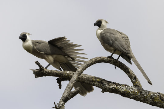 White-bellied Go-away-bird &ndash; Witbuiktoerako