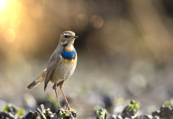 Bluethroat