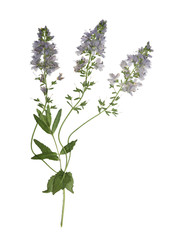 Pressed and dried flowers veronica officinalis