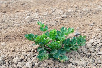 Organically grown celeriac plant in recntly crumbled clay