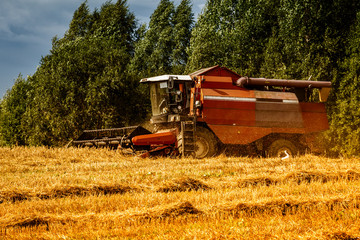Fototapeta premium harvester on the field during harvesting. The month of August