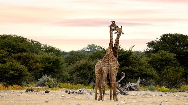 Two cute Giraffes in love in Etosha, Namibia safari wildlife Africa