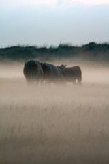 Kühe im Nebel