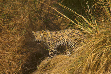 Indian Leopard, Panthera pardus fusca, Panna Tiger Reserve, Madhya Pradesh