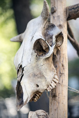 Skull of a wild animal on a wooden stick, spooky and horror theme