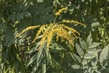 cyrilla racemiflora flower in the forest