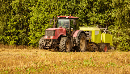 the tractor on the field collects straw into rolls