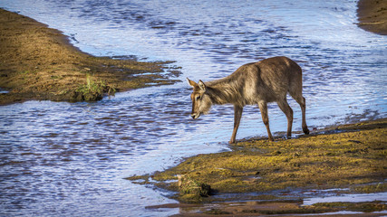 Common Waterbuck in Kruger National park, South Africa ; Specie Kobus ellipsiprymnus family of Bovidae