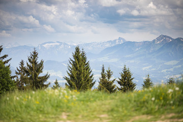 pine trees with mountains