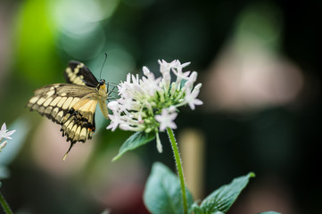 Papilio machaon butterfly on a white flower