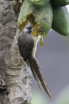 Speckled Mousebird - Bruine muisvogel