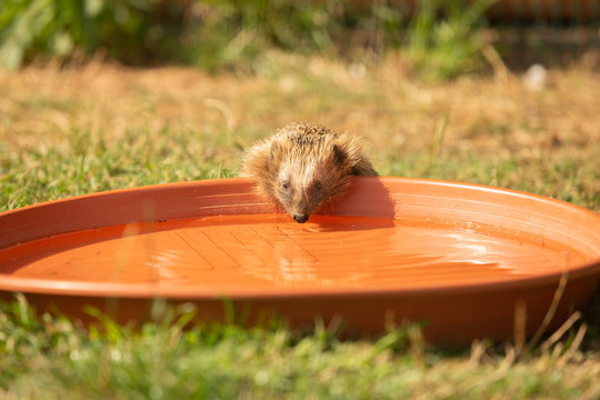 Durstiger Igel