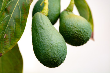 Seasonal harvest of green orgaic avocado, tropical green avocadoes riping on big tree