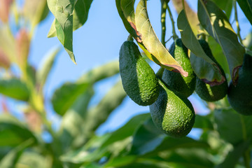 Seasonal harvest of green orgaic avocado, tropical green avocadoes riping on big tree © barmalini
