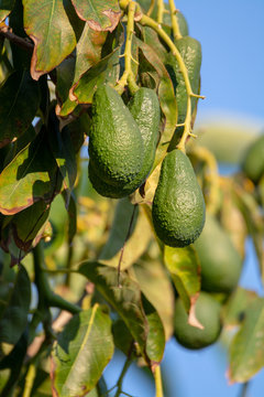 Seasonal harvest of green orgaic avocado, tropical green avocadoes riping on big tree