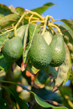 Seasonal harvest of green orgaic avocado, tropical green avocadoes riping on big tree