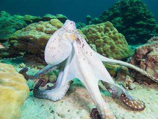 Octopus steaching its legs on a coral reef