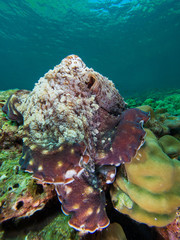 Naklejka na ściany i meble Octopus on a coral reef