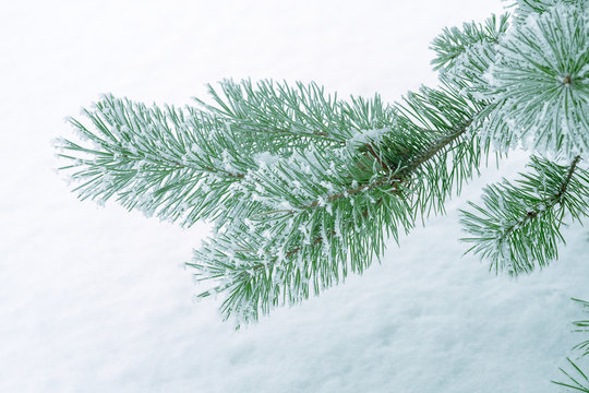 Pine trees covered with frost. Pine needles in snow. Cloudy frosty day.Spruce branches in the snow. © SOLOTU