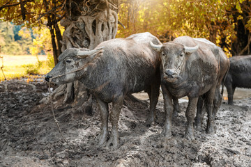 Thailand buffalo in Nature