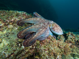 Octopus on a coral reef