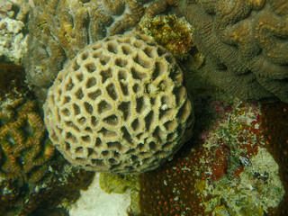 Brain coral, Platygyra coral in the coral reef