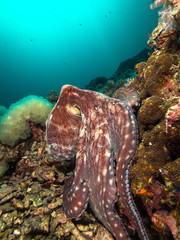 Octopus on a coral reef with sunbeams in the background