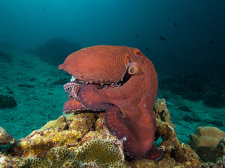 Octopus on a coral reef