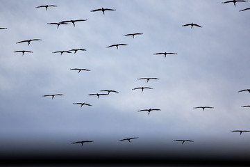 Obraz premium Vögel Abend Himmel