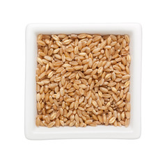 Wheat grain