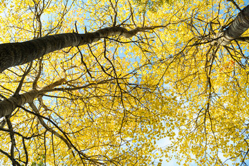 Tree crowns with yellow autumn leaves and branches