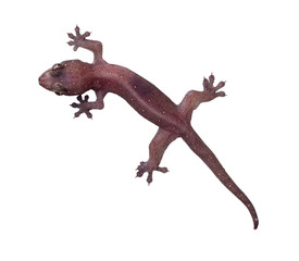 Common house gecko
