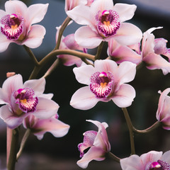 Beautiful violet flowers on a branch. Flowering orchids. Сlose up