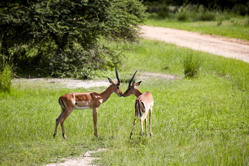 Impalas