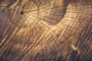 Old wooden log pattern, natural tree texture.