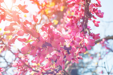 Nature background with blossom branch of pink flowers with warm sunshine in spring.