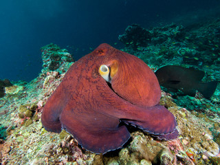 Octopus on a coral reef