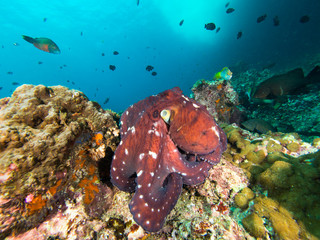 Octopus on a coral reef © Magnus